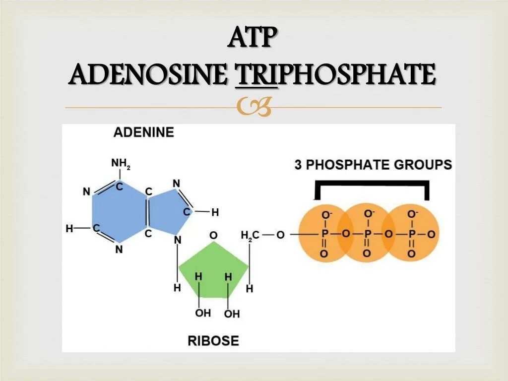 ATP molecule. Аденин рибоза. Молекулы АТР. Аденозин 3 трифосфат. Аденин рибоза три