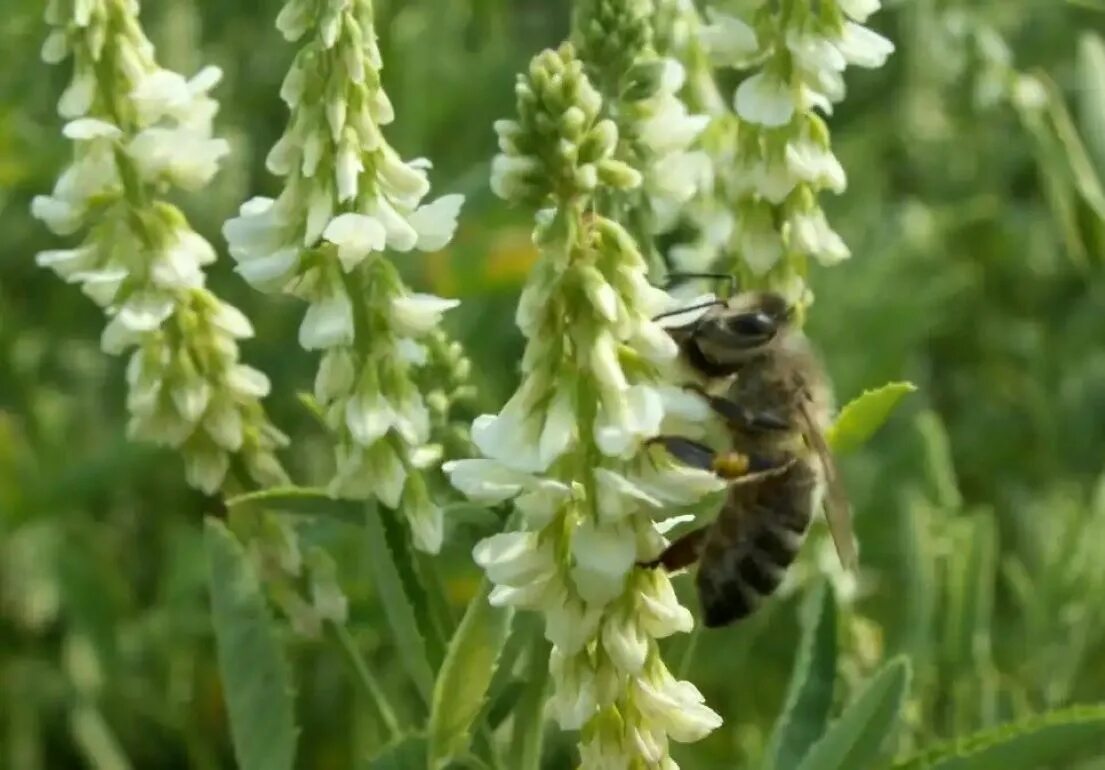 Донник желтый. Кормовая культура медонос 6. Кормовая культура медонос 6. Bumblebee bee. Кормовая культура медонос 6.