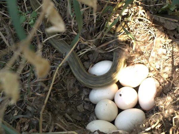 Яйца змей видео. Яйца желтобрюхого Полоза. Змеиное яйцо желтобрюх Ростовский. Желтобрюхий полоз откладывает яйца. Змеиные яйца ужа.