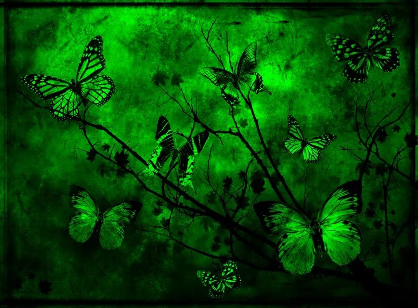 Черно зеленые бабочки. Зеленая бабочка. Бабочки зеленого цвета. Черно зеленая бабочка. Зеленая бабочка арт.