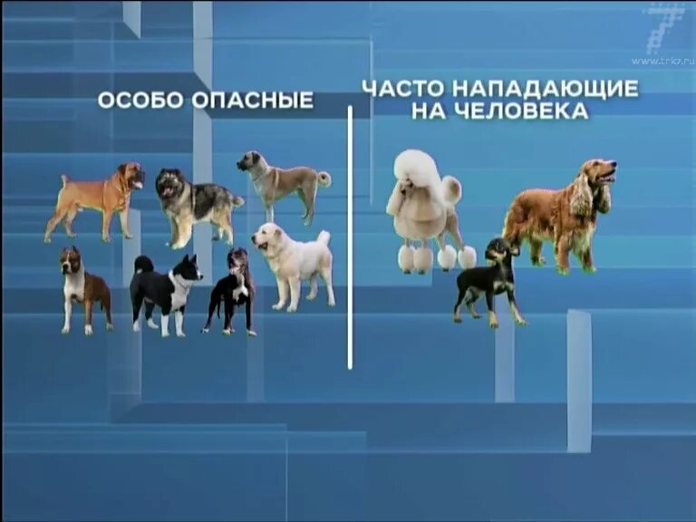 Потенциально опасные собаки рф. Опасные породы собак список. Потенциально опасные породы собак. Породы собак потенциально не опаснвх. Список особо опасных пород собак.