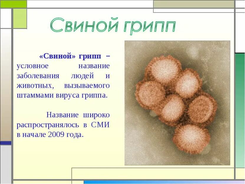 Свиной грипп. Свиной грипп презентация. Презентация на тему свиной грипп. Спин грипп