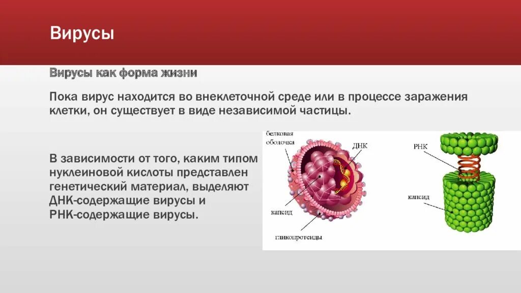 Вирус наследственная информация. Генетический аппарат вирусов. Внеклеточная форма вируса. Генетический материал вирусов. Устройство генетического аппарата вирусов.