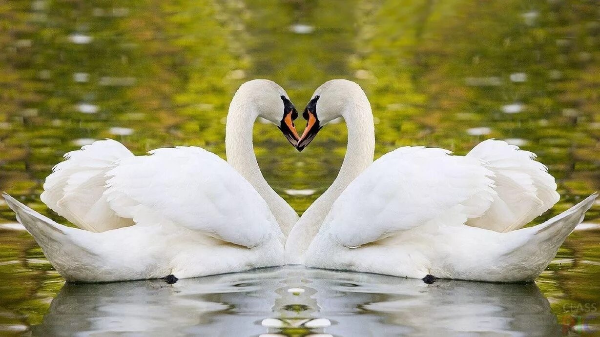 Двое белых. Лебединая верность. Лебеди символ верности. Пара лебедей. Влюбленные лебеди.