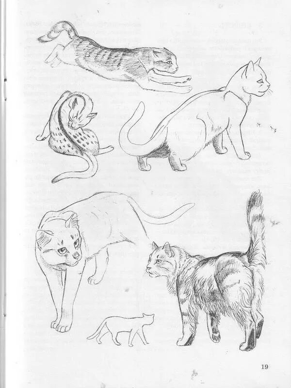 Cats tutorials