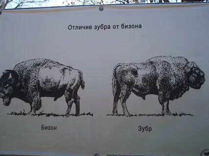Зубр размеры