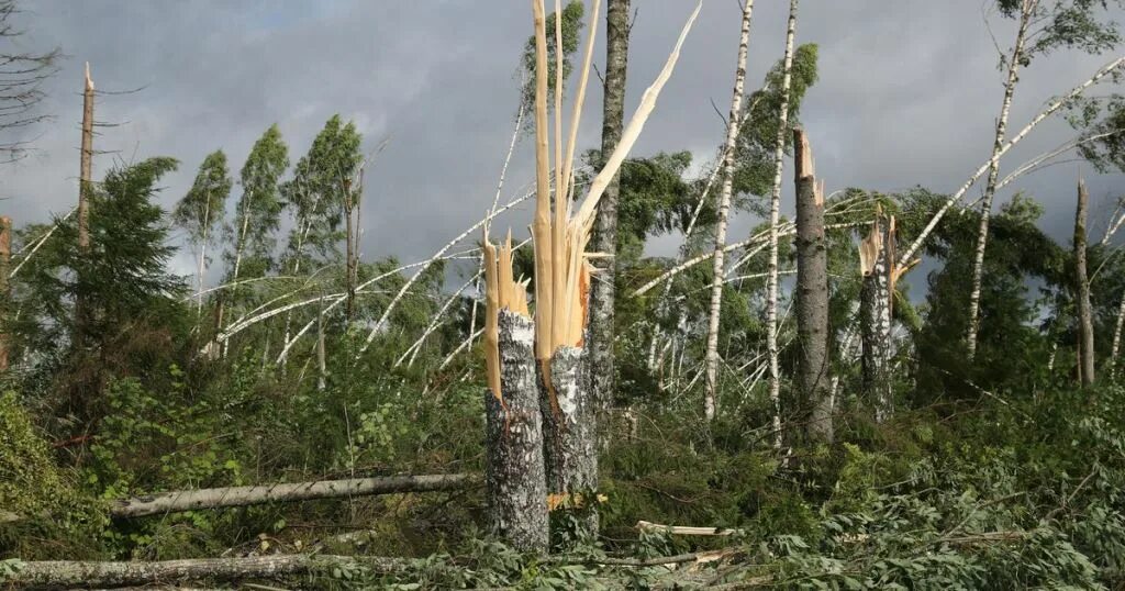 Сильный ветер в лесу. Расщепленное дерево. Разбитое грозой дерево. Ураган береза.