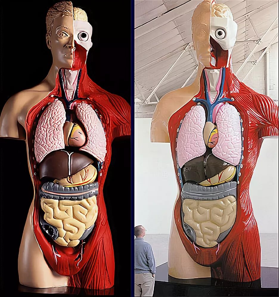 Органы человека по отдельности. Внутренние органы легкие арт. Муляж человека. Анатомическая модель человека 3d. Два набора органов.
