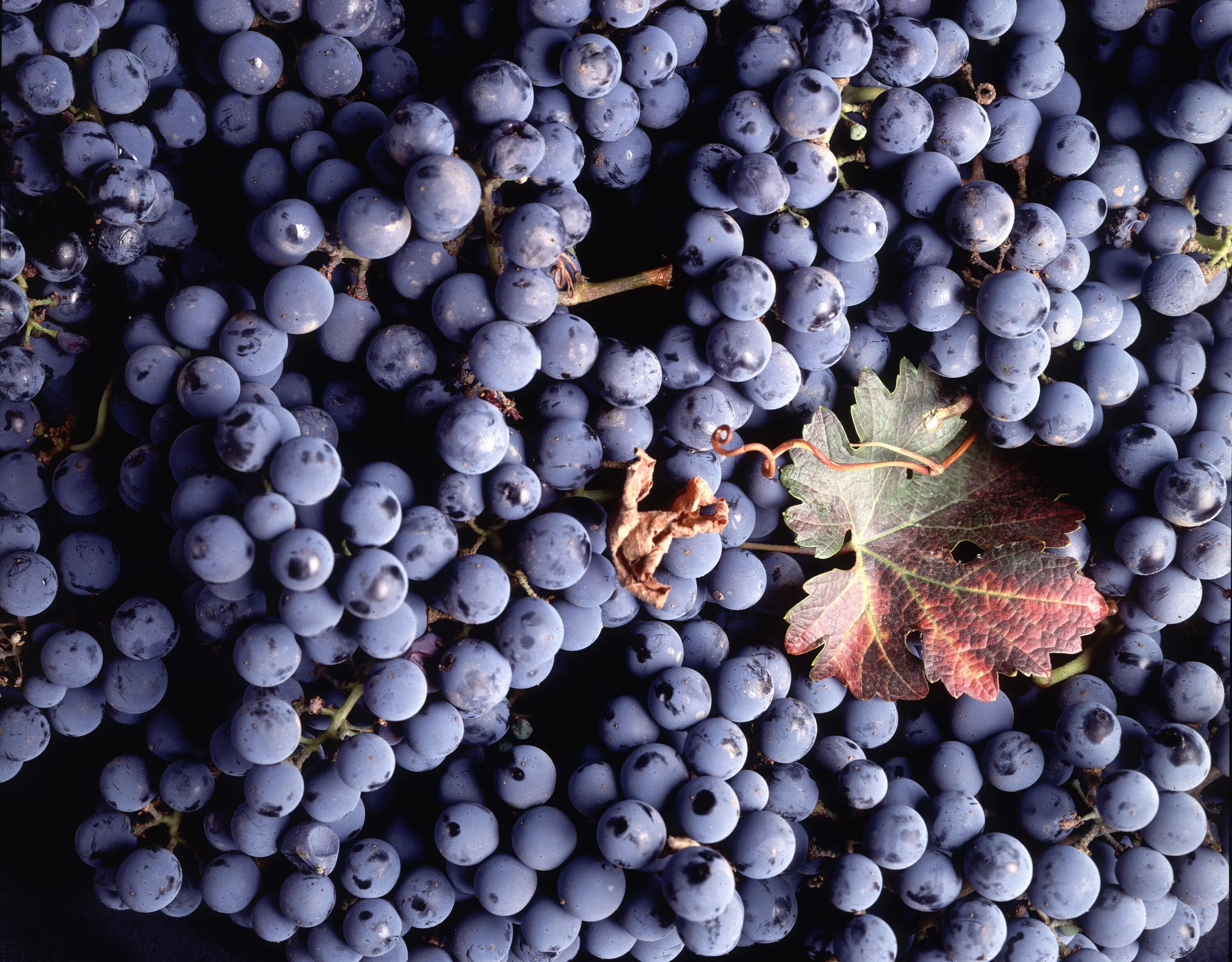 Винограда ягодка. Виноград Каберне Совиньон. Виноград культурный (Vitis vinifera), Ашхабад.. Каберне Совиньон сорт винограда. Гренаш Нуар сорт винограда.