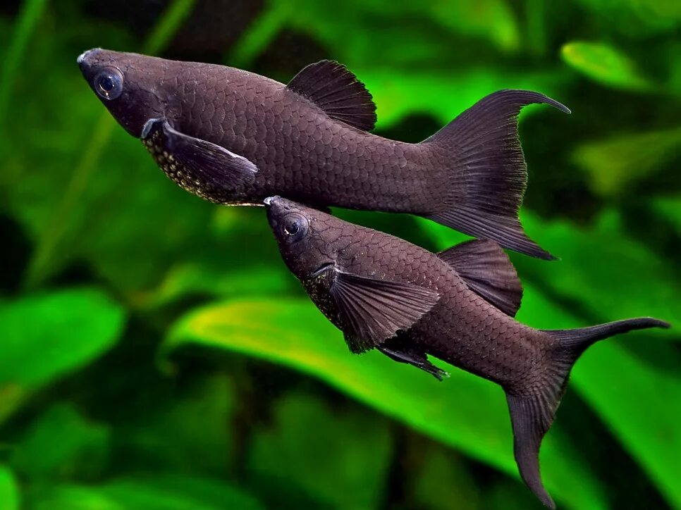 Аквариумные рыбки самки и самцы. Чёрная Молли (Моллинезия). Аквариумная рыбка Моллинезия черная. Моллинезии аквариумные рыбки. Рыбка Моллинезия черная.