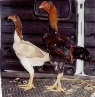 Tall chicken