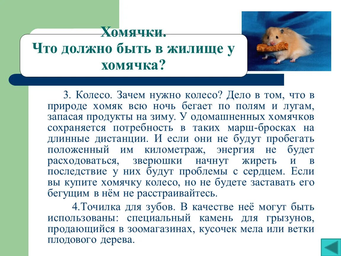 Сколько лет хомяку по человеческим. Хомяк для презентации. Презентация на тему хомяки. Хомяк презинтац. Информация о хомяках.