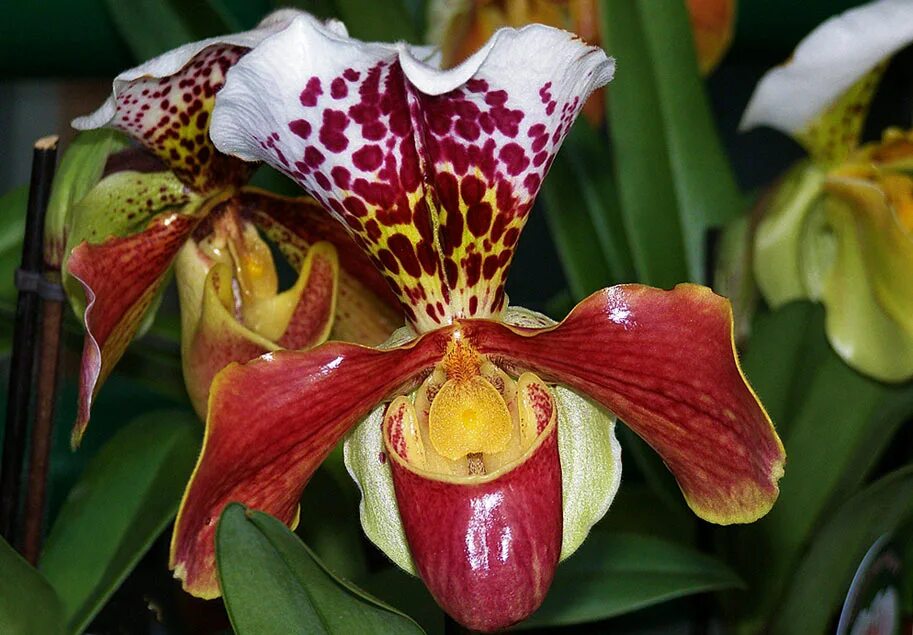 Американский гибрид. Орхидея Венерин башмачок. Paphiopedilum Орхидея. Пафиопедилум Венерин башмачок Орхидея. Пафиопедилюм, Венерин башмачок — Орхидея.