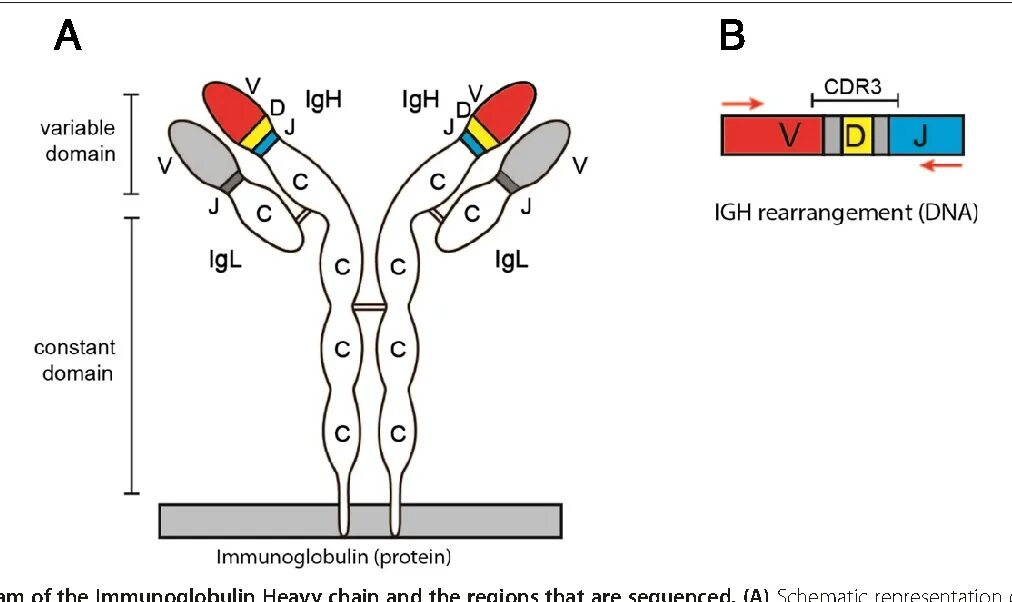 Cdr иммуноглобулины это. Иммуноглобулин VDJ. Иммуноглобулин Роклон. Объемное изображение классов иммуноглобулинов.