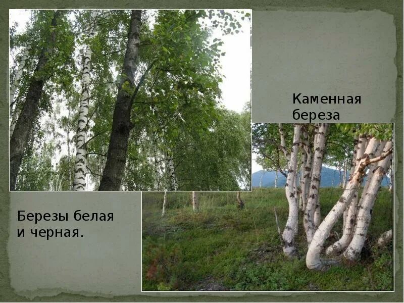 Береза повислая криспа. Береза бородавчатая betula. Береза бородавчатая. Где растет береза белая. Betula pendula dalecarlica.