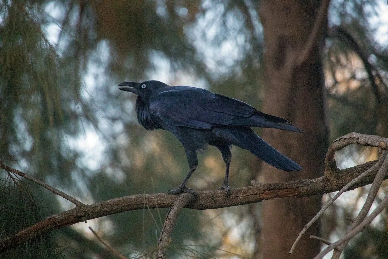 Джунглевая ворона. Австралийский ворон. Австралия вороны. Певчий ворон.