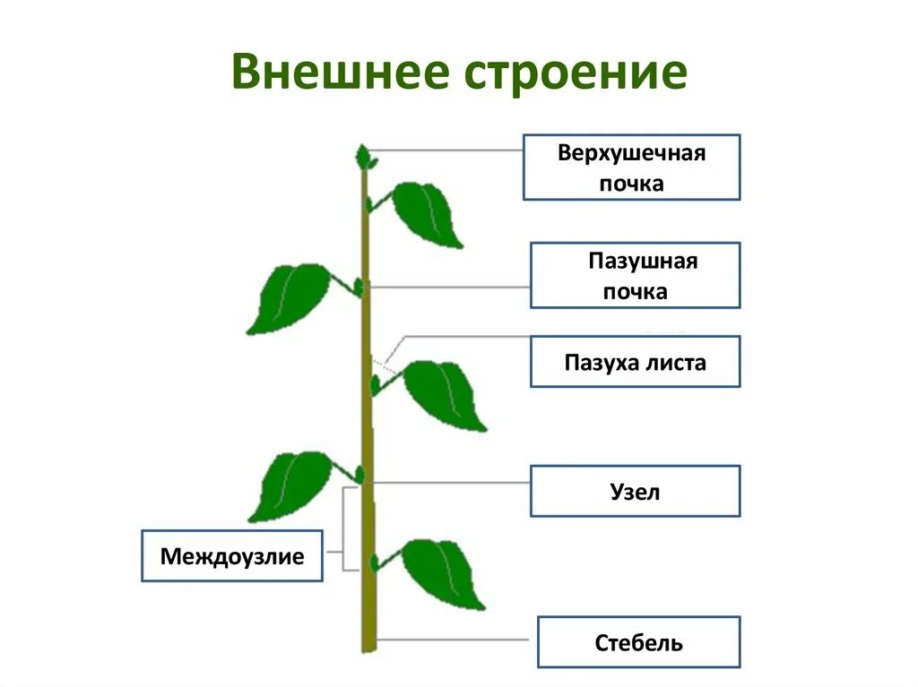 Побег задания 6 класс биология. Строение растения черешок. Строение побега черешок. Внешнее строение побега. Внутреннее строение побега.