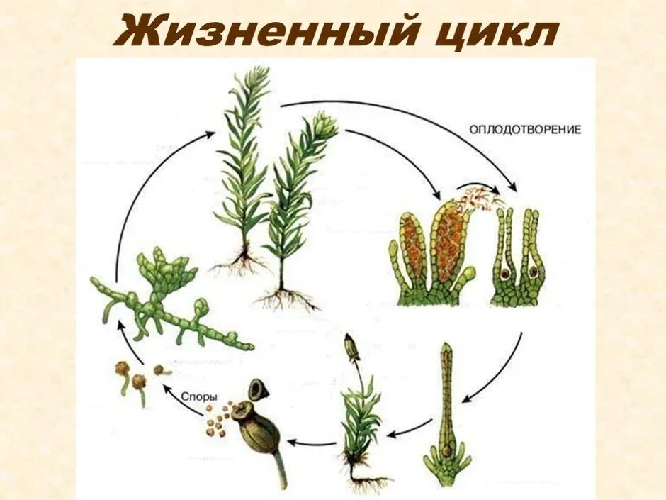 Цикл развития мха рисунок. Цикл развития мха рисунок. Цикл развития мха сфагнума. Жизненный цикл мхов егэ схема. Цикл развития мха рисунок.