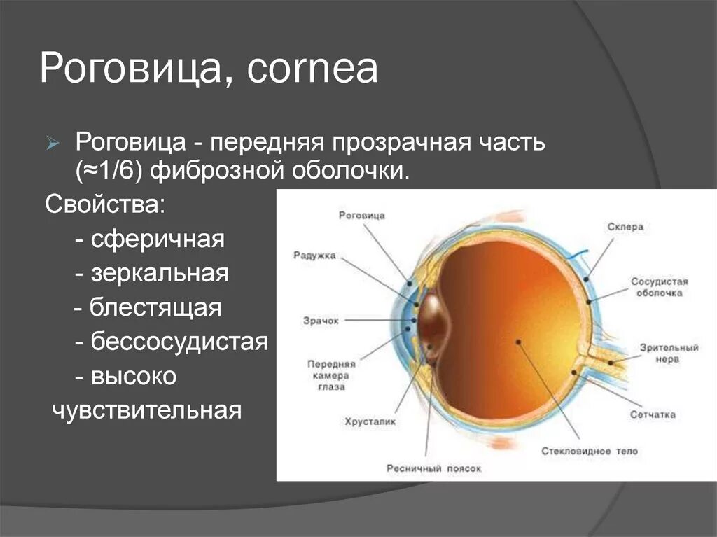 Плотная наружная оболочка глаза называется. Фиброзная оболочка глазного яблока состоит. Строение фиброзной оболочки глазного яблока. Орган зрения анатомия фиброзная оболочка. Строение глазной роговицы.