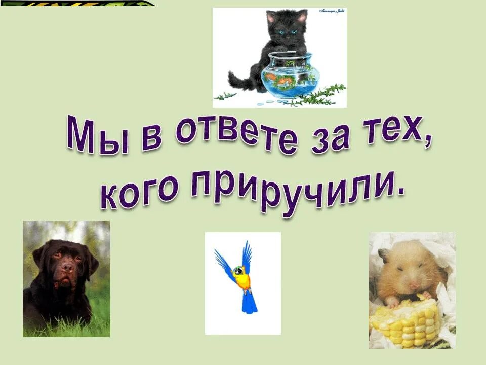 Мы в ответе за тех кого приручили. Мы в ответе за тех кого притручила. Мы в ответе за тех кого мы приручили. Мы в ответе за того кого приручили.