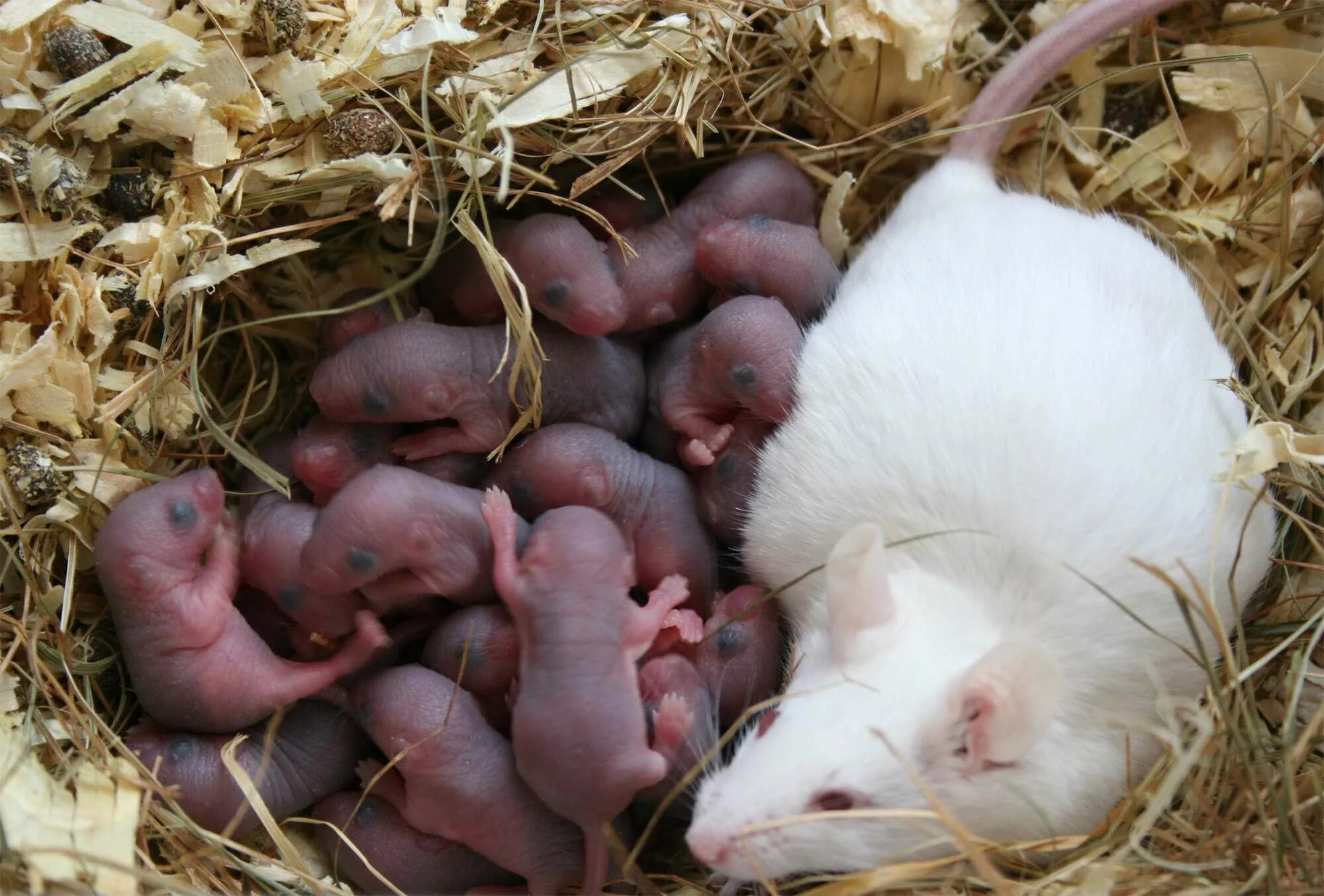 Новорожденные детеныши мыши. Детеныш мыши.