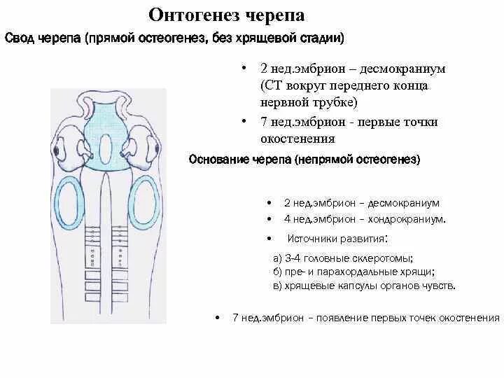 Своды образования 38. Хрящевая стадия развития черепа. Онтогенез черепа. Точки окостенения свода черепа. Стадии онтогенеза черепа человека.