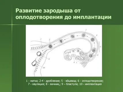 Развитие без оплодотворения