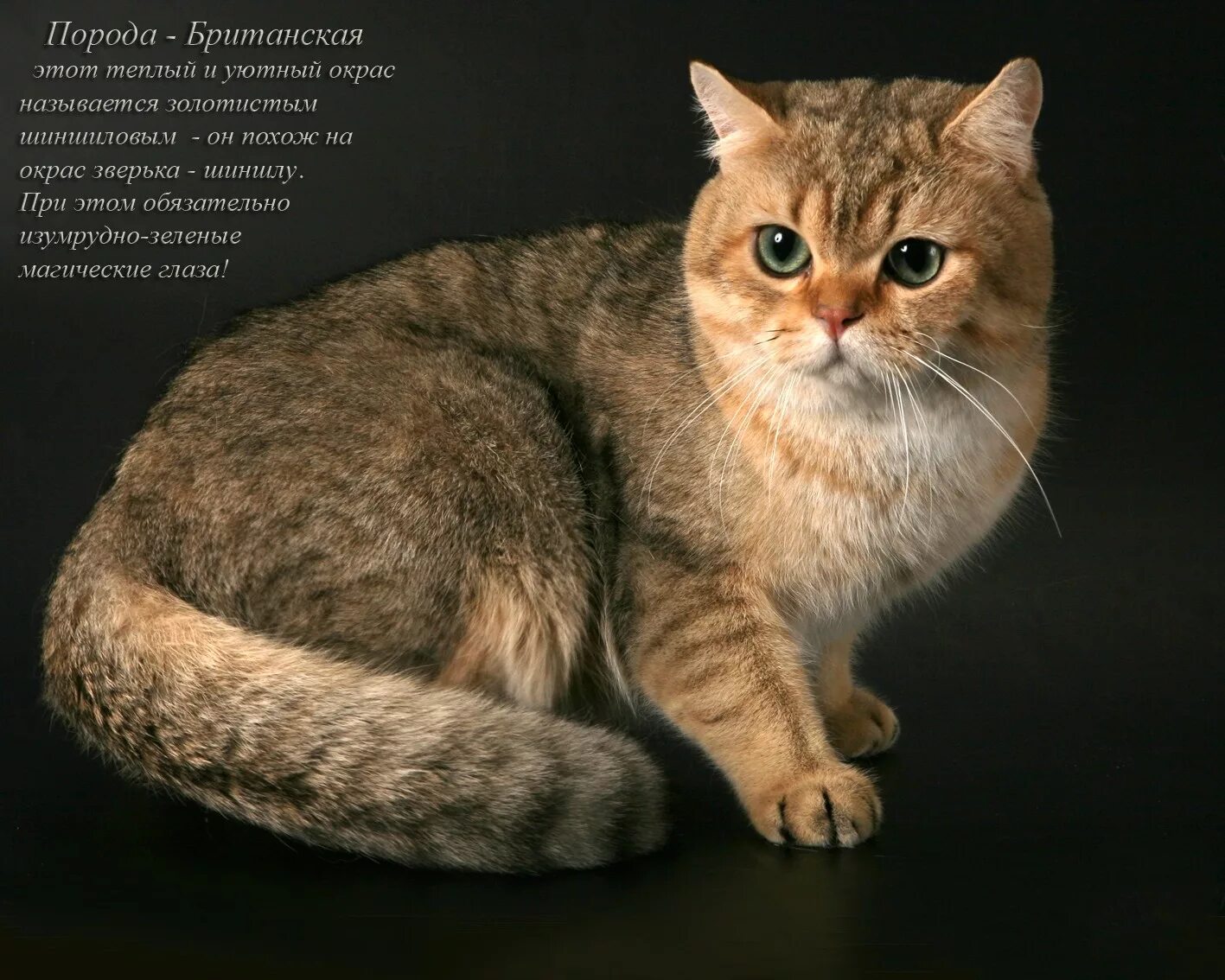 Egyptian Mau Bengal cat kitten, Egyptian mau, Egyptian cats