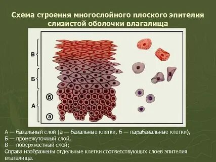 Промежуточные клетки плоского эпителия что это