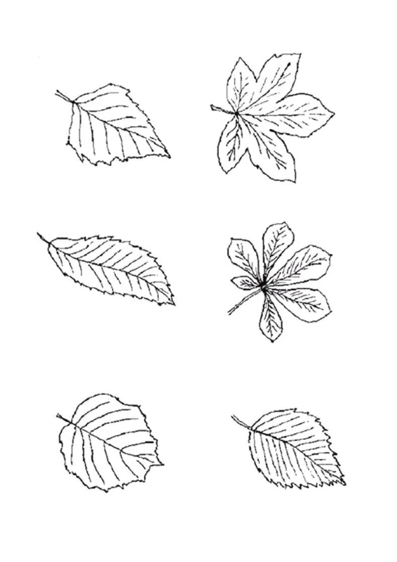 Листья дуба клена рябины. Рисунки листьев. Раскраска листьев деревьев. Листочки раскраска. Листоки деревьев разных для дошкольников.