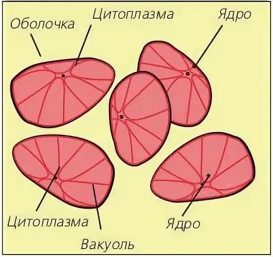 Как выглядит помидор под микроскопом 442 Red Onion Cell Images, Stock Photos & Vectors Shutterstock
