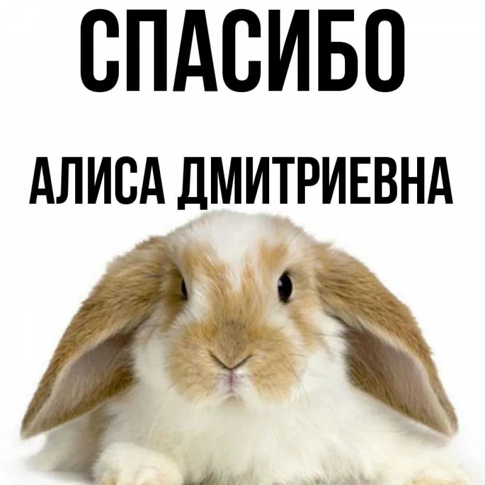 Благодарность алиса благодарность. Спасибо Алиса спасибо. Спасибо Алиса картинки. Дмитриевна спасибо. Благодарю Зайка.