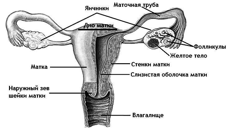 Матка. Маточные трубы. Яичники: анатомия и строение. Матка маточная труба яичник анатомия. Строение яичников и маточных труб. Женская половая система схема анатомия. Женская половая система биология