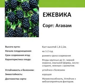 Полар ежевика описание сорта фото отзывы садоводов