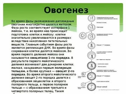 Образование яйцеклеток и полярных телец