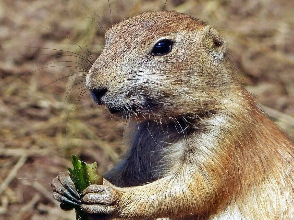 Собака суслик. Чернохвостая Луговая собачка. Луговые собачки Северной Америки. Байбак Луговая собачка. Суслик Луговой.