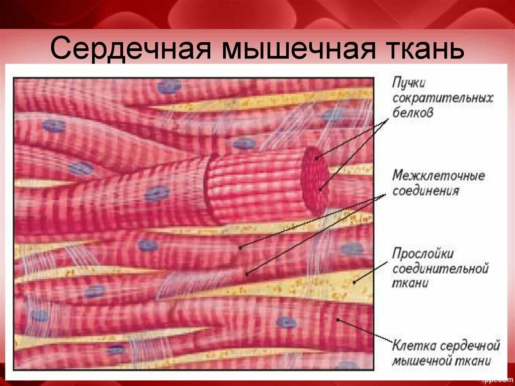 Скелетная мышечная ткань образована. Поперечно полосатая мышечная ткань строение и функции. Органы образованные скелетной мышечной тканью. Схема строения сердечной мышечной ткани. Скелетная мышечная ткань строение.