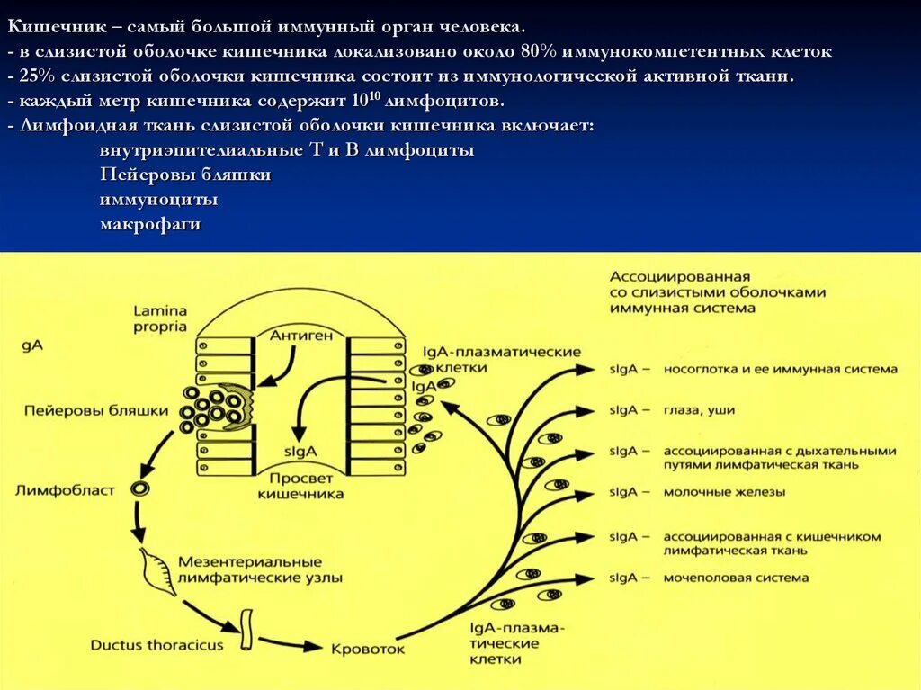 Кишечник иммунный орган