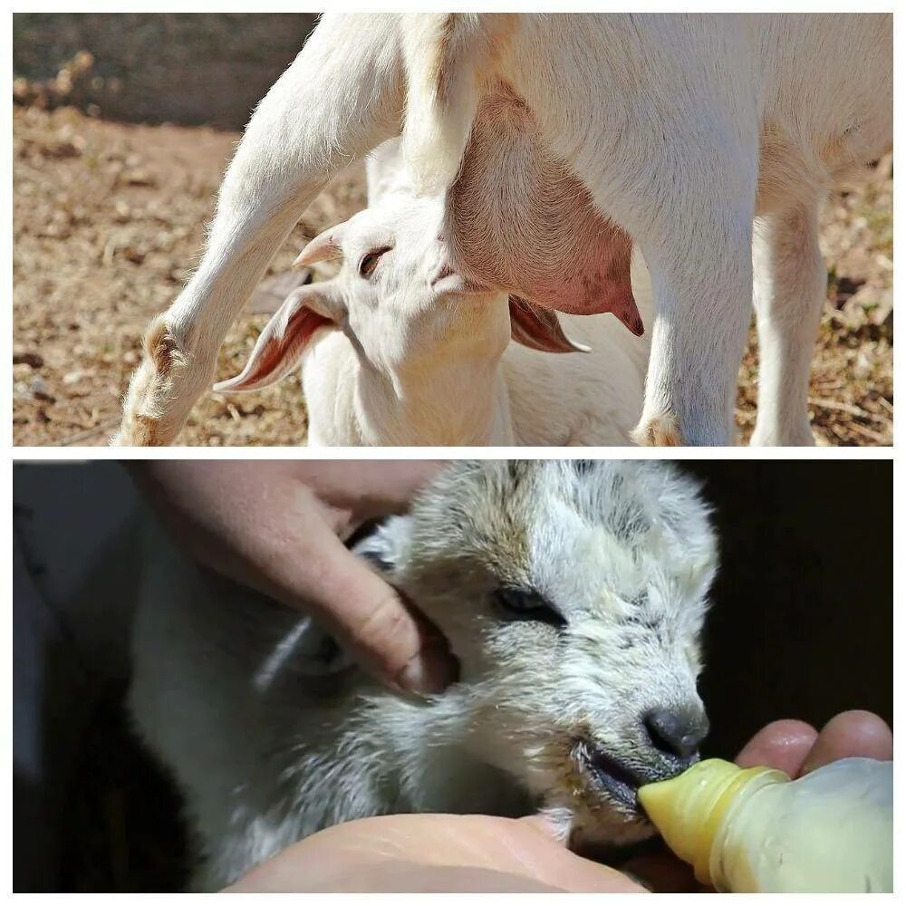 Дают ли молоко козлята. Вскармливание козлят. Кормежка козлят. Кормление козленка. Кормление новорожденных козлят.