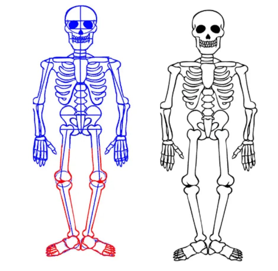 Скелет рисунок. Скелет человека карандашом. Поэтапное рисование скелета человека. Скелет человека рисунок карандашом. Как рисовать скелет