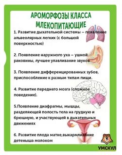 4 ароморфозы хордовых животных