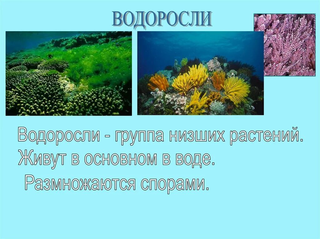 Низшие растения 4 класс. Низшие растения обитающие в воде. Водоросли это растения. Растения живущие в воде. Водоросли группа низших растений.