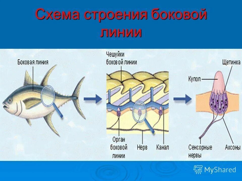 Какие рыбы имеют боковую линию. Надкласс рыбы боковая линия. Строение боковой линии. Строение боковой линии у рыб. Схема строения боковой линии рыб.