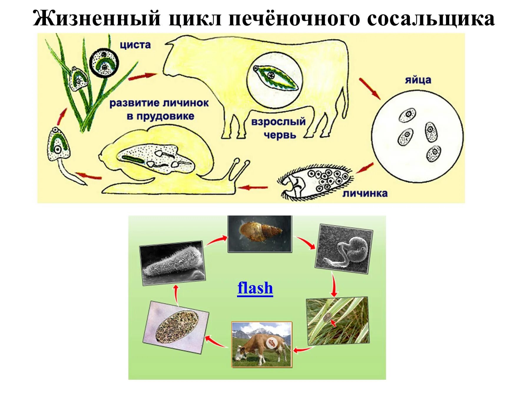 Цикл развития печеночного сосальщика. Схема развития печеночного сосальщика. Цикл развития плоских червей печеночный сосальщик. Стадии жизненного цикла печеночного сосальщика.