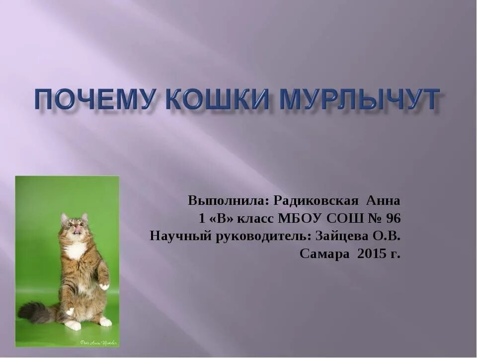 Почему котята мурчат. Зачем кошки мурлыкают. Почему коты мурлыкают. Почему кошки урчат. Почему котята мурлыкают.