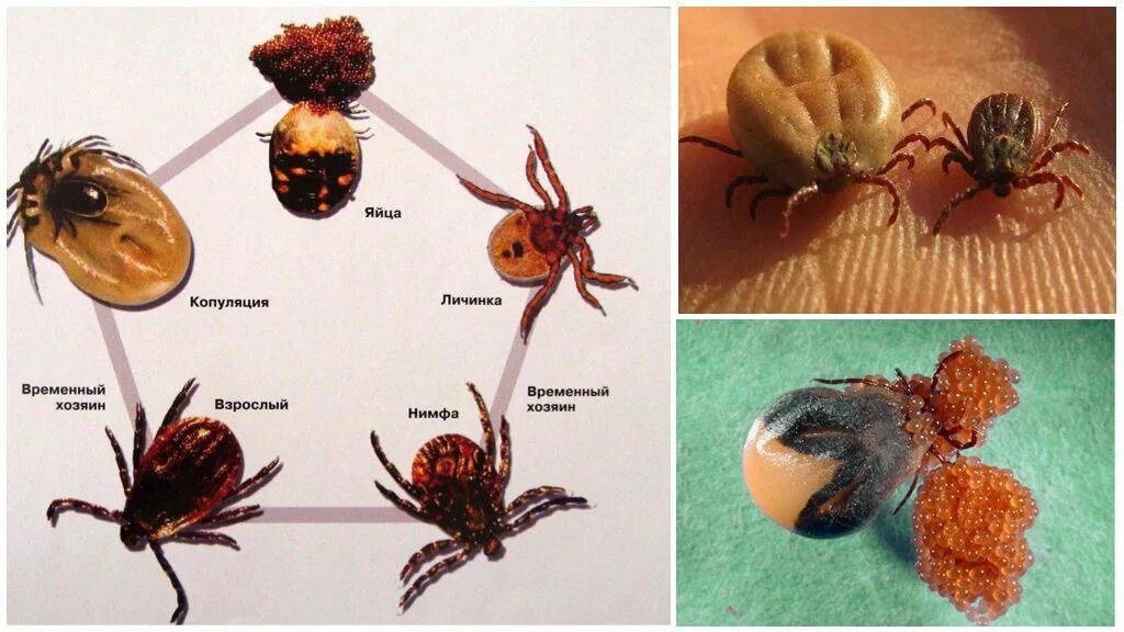 Представляют ли опасность для человека личинки таежного. Личинка иксодового клеща. Самка клеща откладывает яйца. Клещ иксодовый размножение. Цикл жизни клеща иксодового.