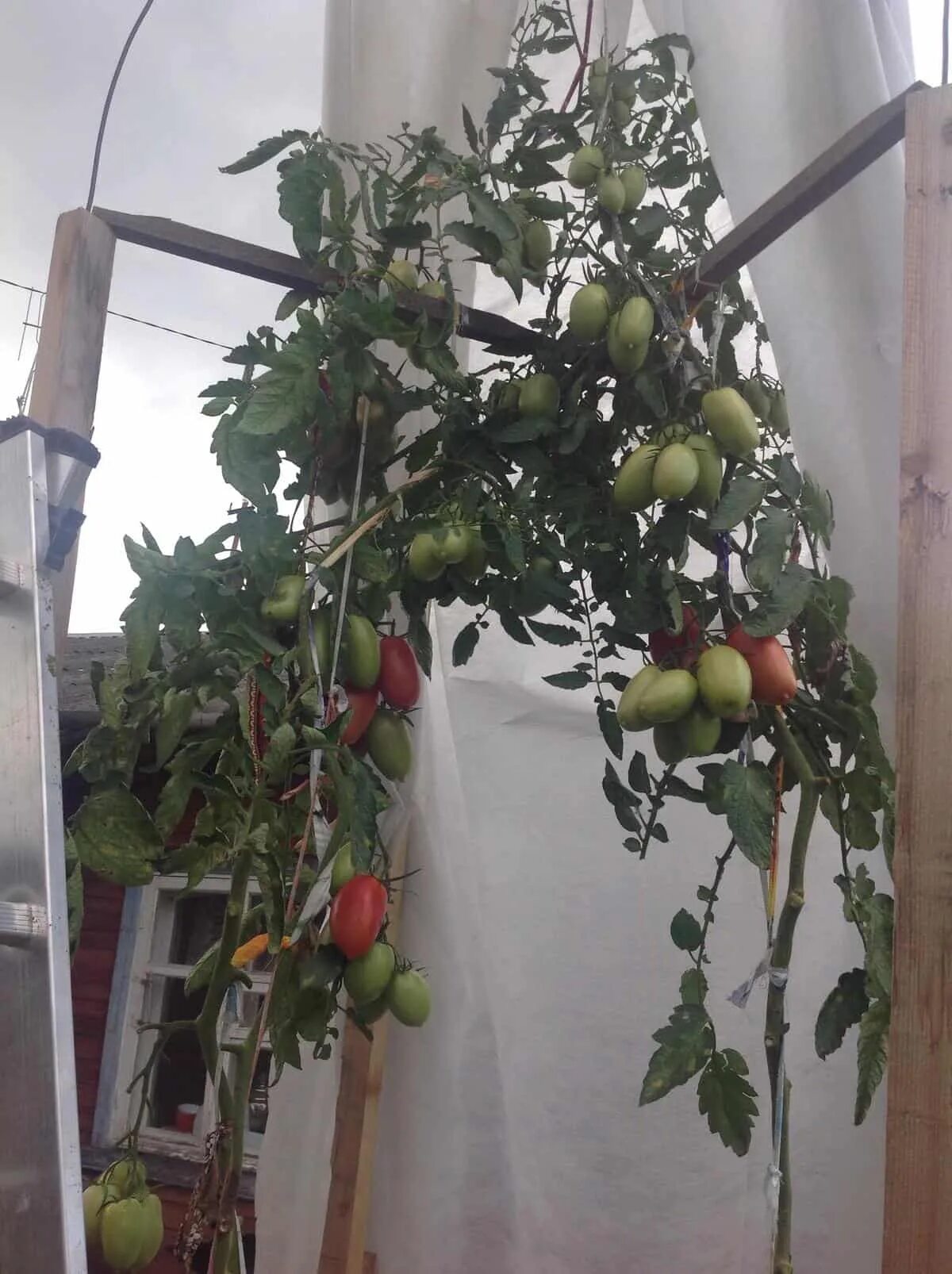 Томат сорт царское искушение. Томат массаро f1. Томат царское искушение партнер. Томат царское искушение характеристика. Томат гайардо f1.