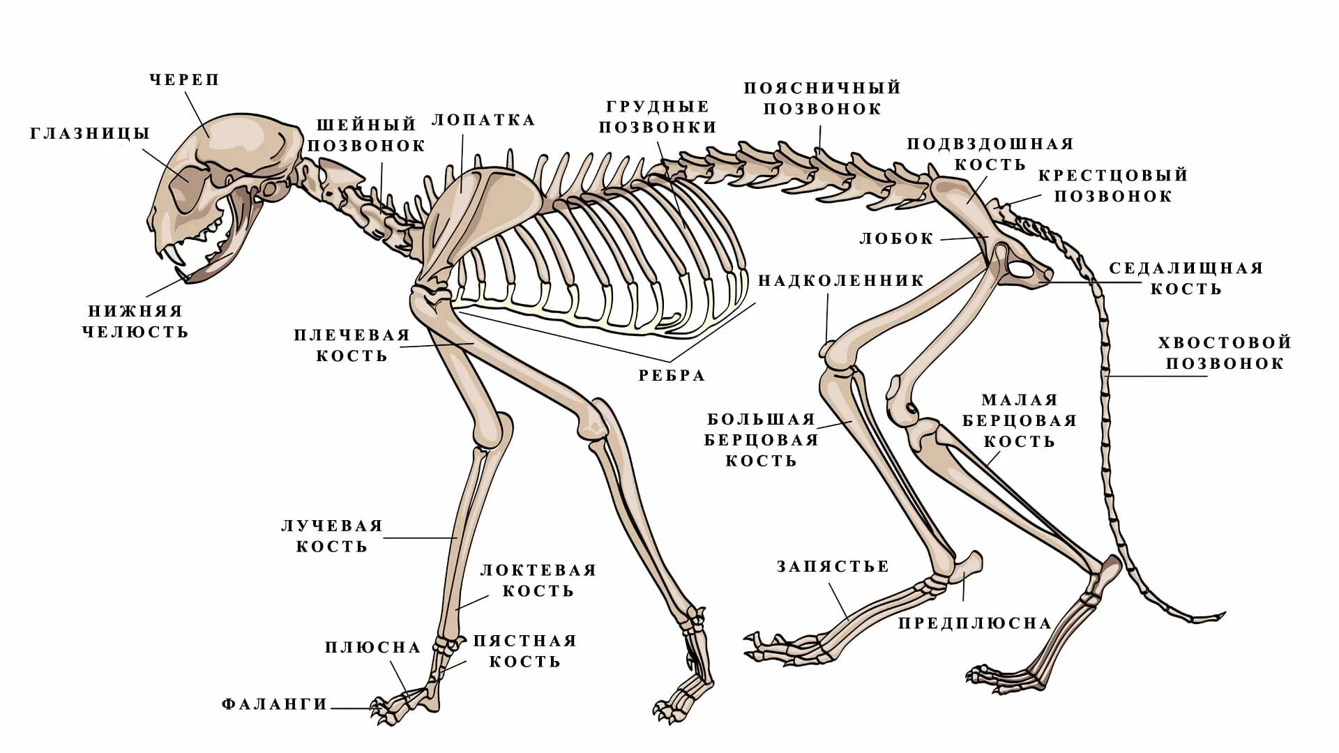 Позвоночник млекопитающих состоит из отделов ответ. Скелет кота строение спереди. Скелет кошки с названием костей. Анатомия костей задних конечностей кошки. Скелет кошки с описанием костей.