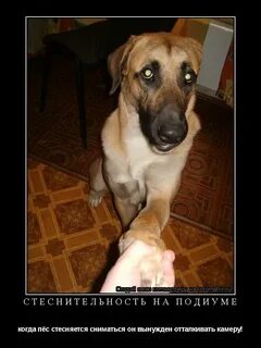 А когда будет пес