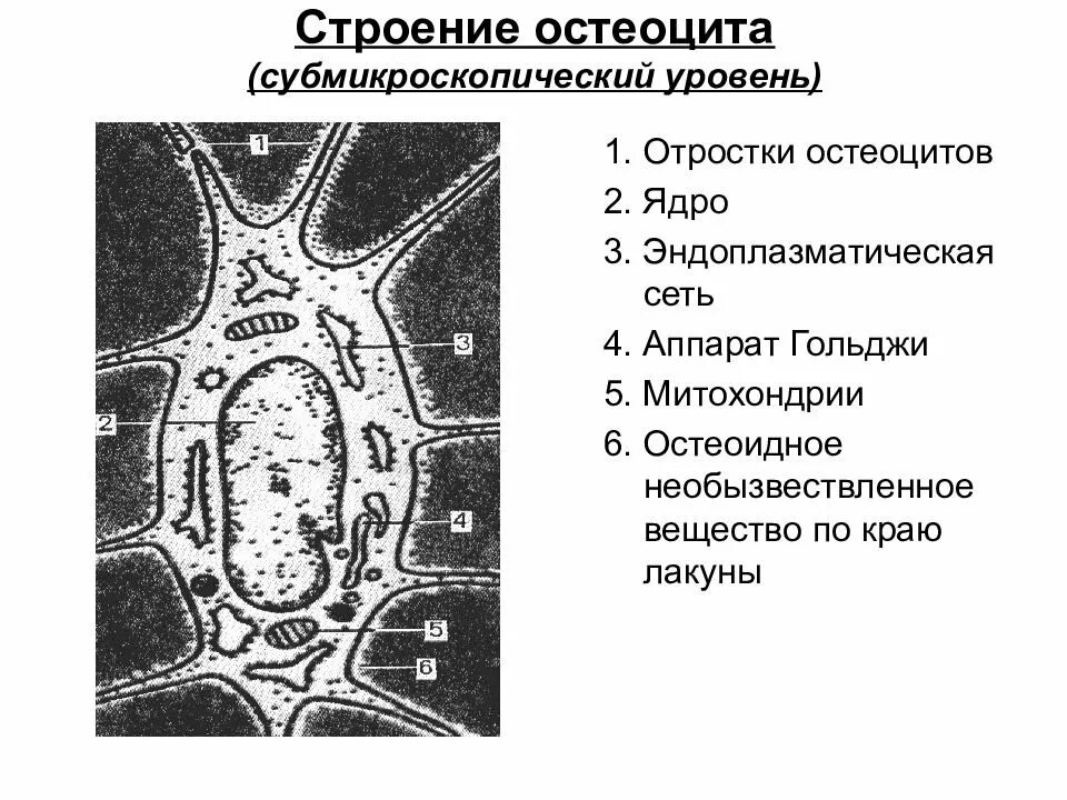 Картинки ОСОБЕННОСТЬ СТРОЕНИЯ СТАТЕЙ